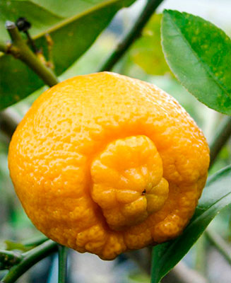 Цитрус Лиметта Пурша (плоды ярко-желтые)