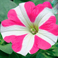 Цветок Петуния Танго Розовая с белой звездой (15 шт.)