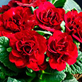 Цветок Примула махровая Розелла Ред (5 шт.)