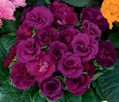 Цветок Примула махровая Розелла Парпл (5 шт.)