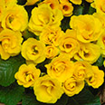Цветок Примула махровая Розелла Еллоу (5 шт.)