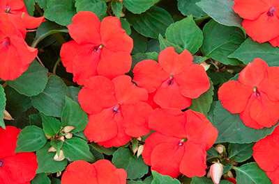Цветок Бальзамин Красная милашка (0,1 гр.)