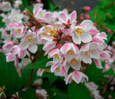 Дейция пурпурная Калмифлора (цветки бело-розовые)