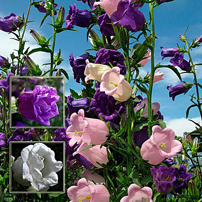 Цветок Колокольчик средний Свадебный Вальс (смесь) 0,1 гр.