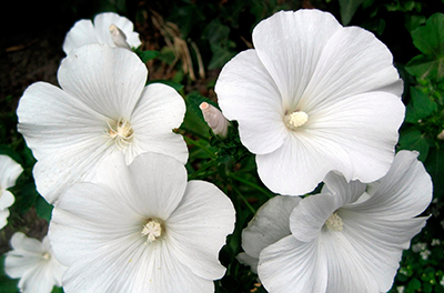 Цветок Лаватера Невеста белая (0,3 гр.)