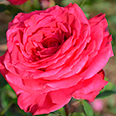 Роза Лолита Лемпика (чайно-гибридная)