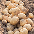 Семенной картофель "Колобок" (2 кг, Элита)