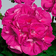 Цветок Пеларгония зональная Люстра Виолет (5 шт.)