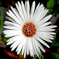 Цветок Мезембриантемум Белый (0,3 гр.)