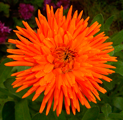 Цветок Календула низкорослая Ириска Оранжевая (10 шт.)