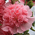 Цветок Шток-Роза Розина лососево-розовая (0,1 гр.)