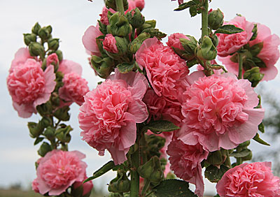 Цветок Шток-Роза Розина лососево-розовая (0,1 гр.)