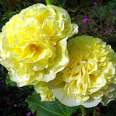 Цветок Шток-роза Золотой Колос желтая (0,1 гр.)