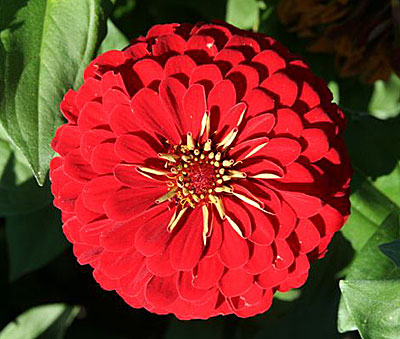 Цветок Цинния Скарлет Флейм (георгиновидная) 0,5 гр.