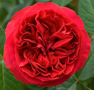 Роза Травиата (мейян, чайно-гибридная)