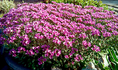 Цветок Арабис грандифлора Розовый (0,1 гр)