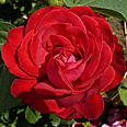 Роза Дам де Кер (чайно-гибридная)
