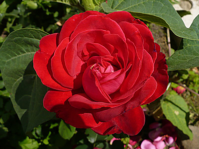 Роза Дам де Кер (чайно-гибридная)