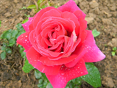 Роза Кроненбург (чайно-гибридная)