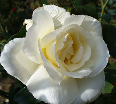 Роза Маунт Шаста (чайно-гибридная)