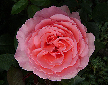 Роза Том-Том (флорибунда)