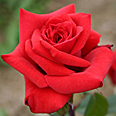 Роза Ред Берлин (чайно-гибридная)