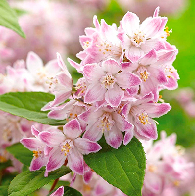 Дейция гибридная Распберри Сандей (цветки белые с пурпурно-розовым)