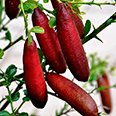Цитрус Лайм Пальчиковый (плод тёмно-бордовый)