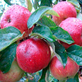 Яблоня карликовая Антоша (осенний сорт)