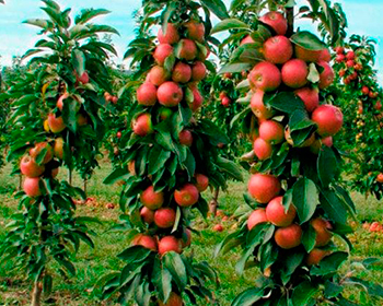 Яблоня колонновидная Баргузин (осенний сорт)