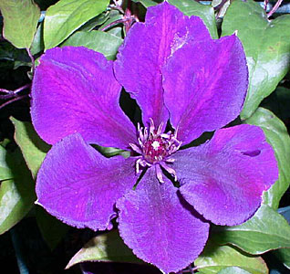 Клематис Джипси Квин (крупноцветковый)