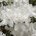 Азалия японская Шнеевитхен (цветки белые)
