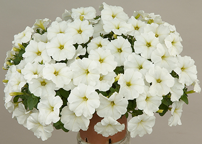 Цветок Петуния минифлора Бэби Джоконда Вайт (10 шт.)