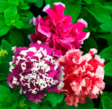 Цветок Петуния Пируэтт Микс (махровая, крупноцветковая) 10 шт.