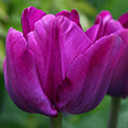Тюльпан многоцветковый Пепл Букет (в упаковке 7 луковиц)