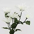 Искусственные декоративные цветы - Хризантема белая (h-76см)