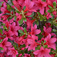 Азалия японская Тореодор (цветки тёмно-розовые)