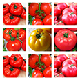 Набор семян крупноплодных томатов "Вкуснота"