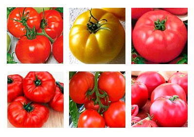 Набор семян крупноплодных томатов 