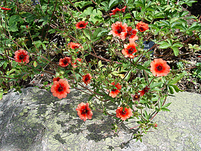 Цветы Лапчатка непальская