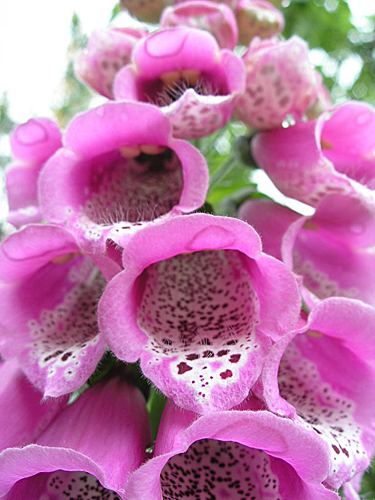 Цветы Наперстянка фото
