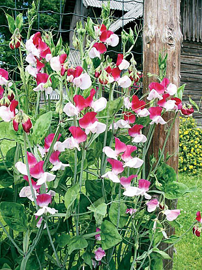 Virág édes borsó Ámor, vetőmagok Online áruház RUScemena.ru