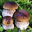 Мицелий грибов