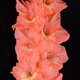 Гладиолус "Поросёнок Фунтик" крупноцветковый (5 шт. в упаковке)