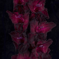 Гладиолус "На крыльях ночи" крупноцветковый (5 шт. в упаковке)