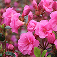 Азалия японская Бабушка (цветки розовые)