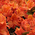Азалия японская Мандарин Лайтс (цветки красно-оранжевые)