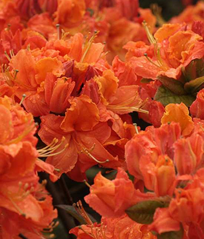 Азалия японская Мандарин Лайтс (цветки красно-оранжевые)