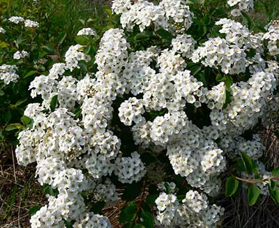 Спирея ниппонская Сноумаунд (цветки белые)
