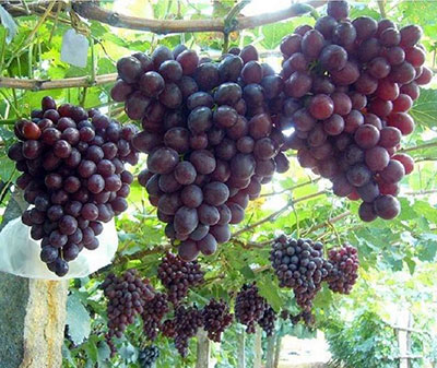 Виноград плодовый Низина (ранний сорт)